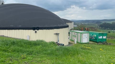 In einer Biogasanlage vergärt Rene Blum neben Mais auch die durchwachsene Silphie. 