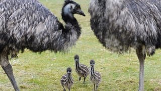 Drei Emu-Küken und zwei erwachsene Emus auf einer grünen Wiese.