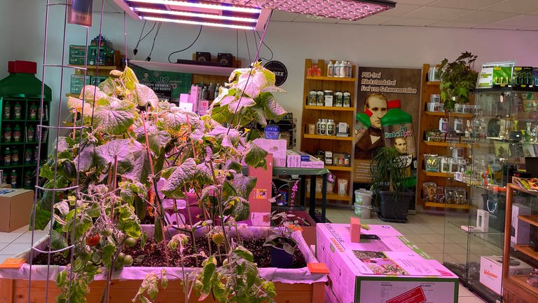 Für den Anbau von Cannabispflanzen in Räumen (Indoor-Anbau) gibt es verschiedene Lampen.