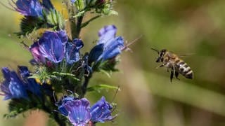 Sobald sich die Sonne zeigt, fliegen die Bienen aus. Sie sammeln Nektar und Pollen. Doch das kalte und nasse Wetter hat sie bisher zu oft am Sammeln gehindert.