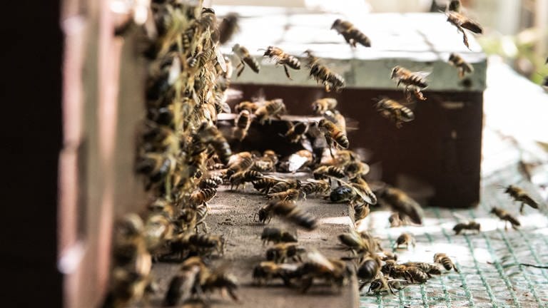 Sobald die Sonne scheint, fliegen die Sammlerinnen aus, um Honig zu sammeln. Bis zu 15.000 Bienen pro Volk sammeln Nektar und Pollen.