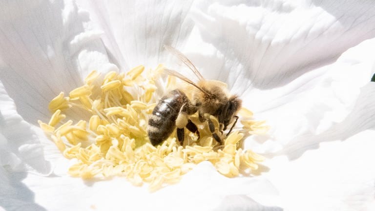 Diese Biene sammelt Pollen. Das sogenannte Pollenhöschen ist am Hinterbein sichtbar.
