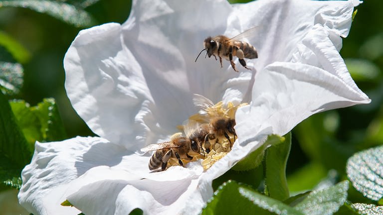 Die wegfliegende Biene hat Pollen gesammelt. Dabei ist ihr gesamten Körper mit Pollen bestäubt worden. Wenn die Biene nun in eine andere Blüte fliegt, bestäubt sie  diese.