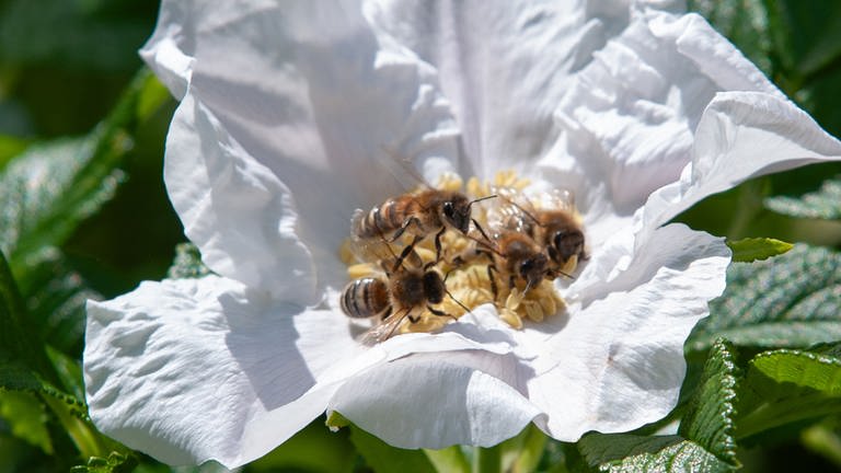 Bienen reagieren auf Farbe und Geruch der Blüten. Diese scheint ganz besonders gut zu duften. Gleich vier Bienen tummeln sich in dieser Rosenblüte.