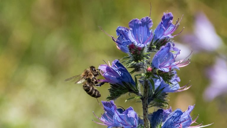 Jeder Sonnentag wird genutzt, um möglichst viele Blüten anzufliegen. Diese Biene sammelt Nektar.