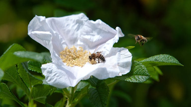 Sobald es warm und trocken ist, fliegen die Bienen Blüten an, um Nektar und Pollen zu sammeln. Wenn es in den nächsten Wochen warm und trocken bleibt, könnte es noch eine gute Honigernte im Sommer geben.