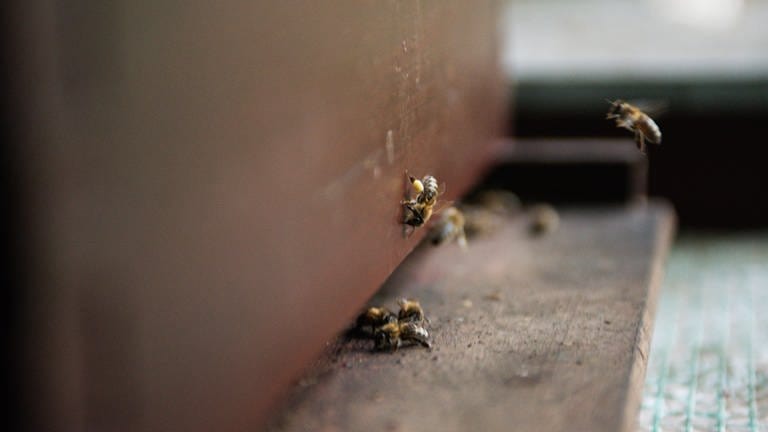 Bei dem kühlen Wetter der vergangen Wochen sind nur wenige Bienen ausgeflogen. So konnte kaum Honig gesammelt werden.