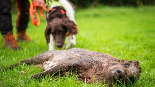 Ein Kadaversuchhund spürt ein totes Wildschwein auf. Die Landkreise in der Region Trier sind wegen der Afrikanischen Schweinepest in Alarmbereitschaft. 