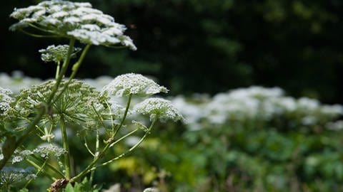 Bärenklau an der Prüm