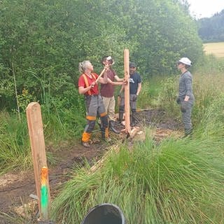 Freiwillige rammen Spundwände in den Boden des Mosbrucher Weihers, um Entwässerungsgräben zu verfüllen. So soll das wichtige Moor wiederhergestellt werden.