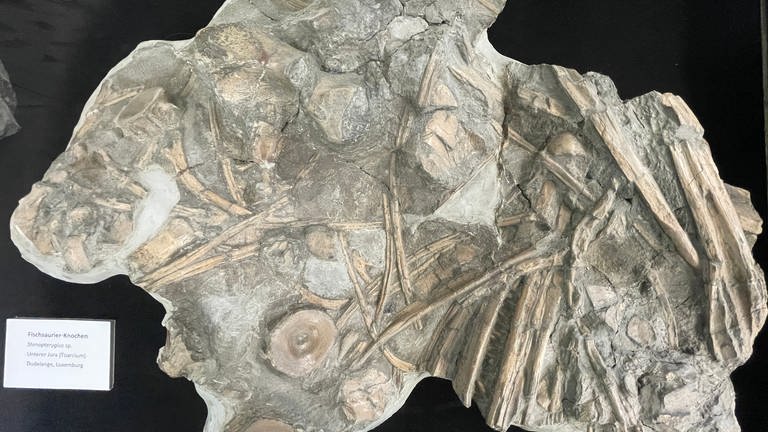 Platz 3, Fischsaurier: Der Stenopterygius hat wohl so ähnlich ausgesehen wie ein Delfin, war aber ein Wassersaurier. Gefunden wurde dieses Fossil in Dudelange in Luxemburg. Derzeit ist das Saurierskelett aber ausgeliehen an den Dinopark in Ernzen. Es liegt in einer Vitrine im Paläo-Labor. 