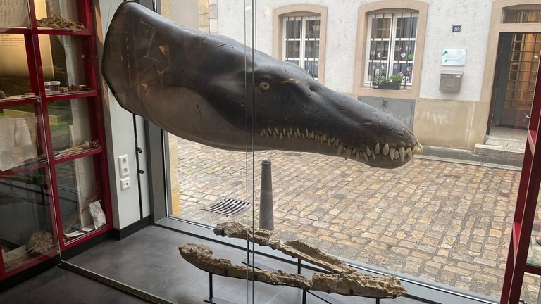 Platz 1, Lorrainosaurus Keileni: Auch unser Platz 1 wird in Luxemburg ausgestellt. Dieser gewaltige Unterkiefer eines Meeressauriers begrüßt die Besucher des Nationalmuseums für Naturgeschichte. Gefunden wurde der Lorrainosaurus Keileni 1983 allerdings in Lothringen, auf einer Baustelle in der Gegend von Metz. Erst 40 Jahre später haben Forscher herausgefunden, dass das sechs Meter lange Meeresreptil einer damals unentdeckten Gattung angehörte. Eine echte Rarität also. 