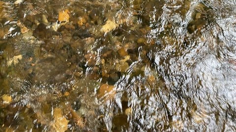 Das Wasser des Gaybachs ist klar, Köcherfliegenlarven und kleine Krebstiere finden sich darin. Ein gutes Zeichen.