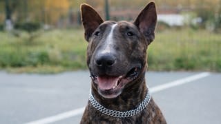 Mann droht mit dem Zubeißen seines Bullterriers.