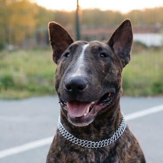 Mann droht mit dem Zubeißen seines Bullterriers.