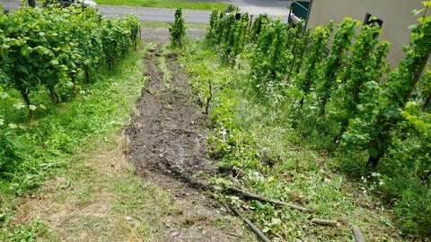 In einem Weinberg bei Zeltingen-Rachtig ist bei einem Arbeitsunfall ein Mann tödlich verunglückt. 