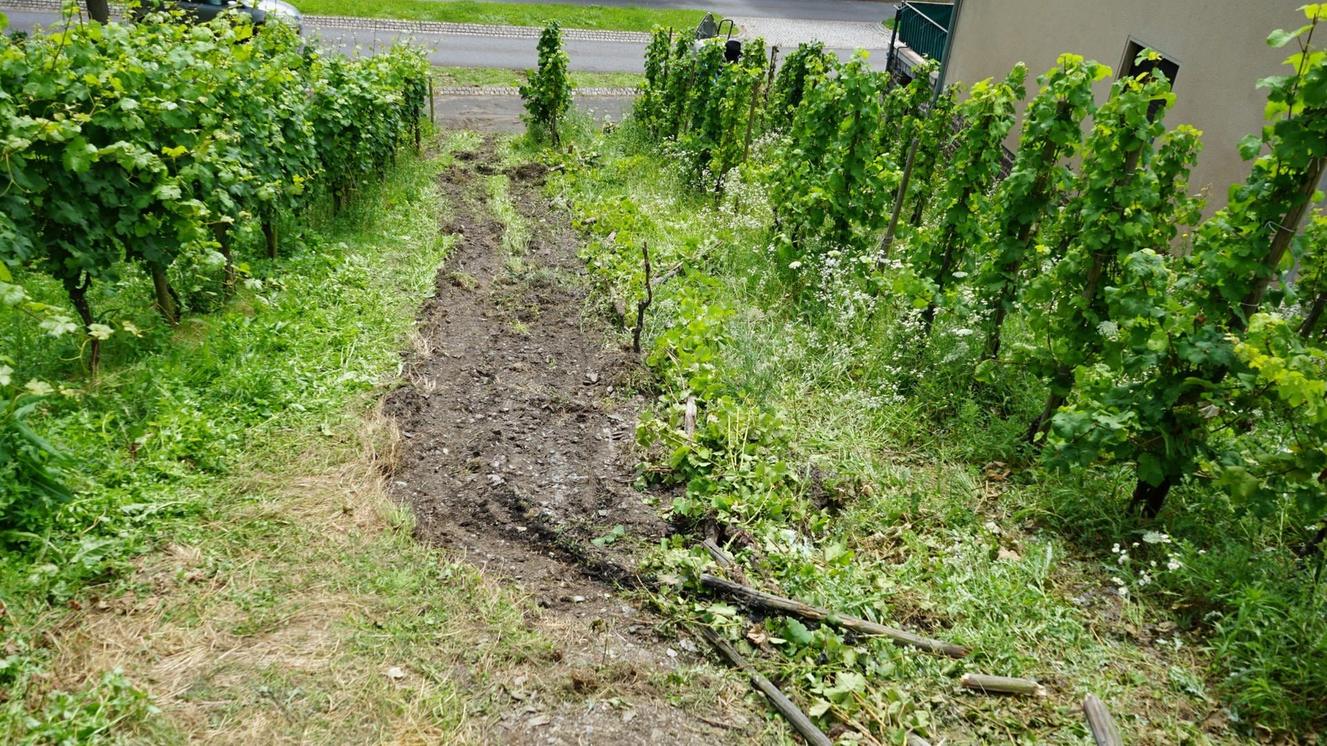 So gefährlich ist die Arbeit für Moselwinzer in den Steillagen