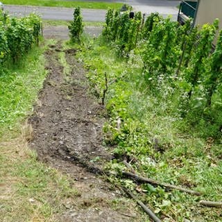 In einem Weinberg bei Zeltingen-Rachtig ist bei einem Arbeitsunfall ein Mann tödlich verunglückt. 