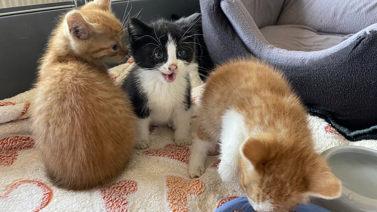 Zwei rothaarige und ein schwarz-weißes Katzenbaby zusammen in einem Katzenkörbchen im Tierheim Altrich