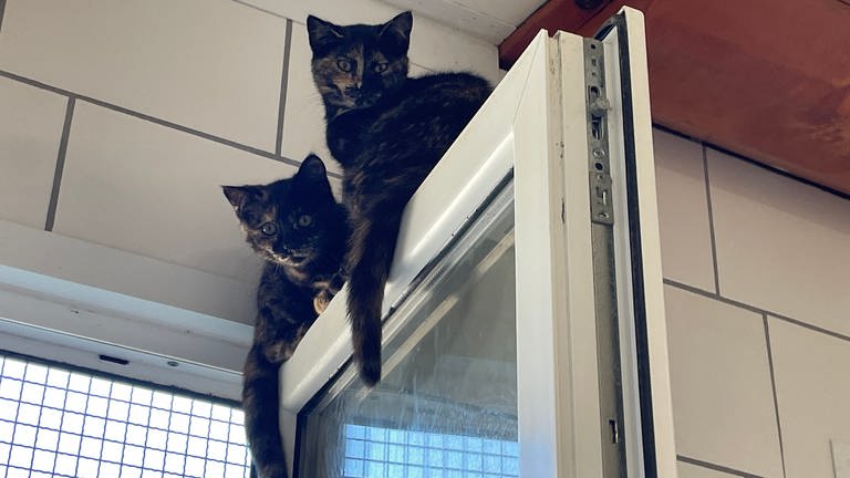 Zwei scheue dunkle Kätzchen sitzen im Tierheim Altrich auf einem Fensterrahmen.