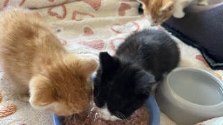 Drei junge Katzenbabies im Tierheim Altrich fressen aus einem Napf in ihrem Käfig.