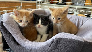 Drei junge Katzenbabies sind im Tierheim Altrich abgegeben worden. Zwei rothaarige und ein schwarz-weißes sitzen zu dritt im Korb. 