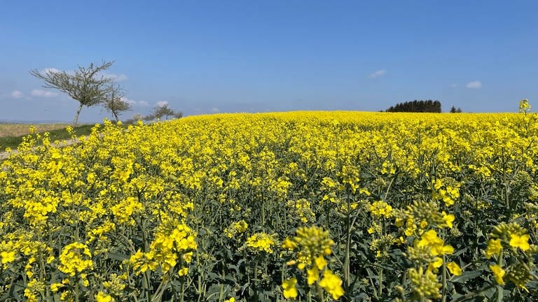 Bilderbuchkulisse- ein Rapsfeld bei Kaschenbach in der Eifel.