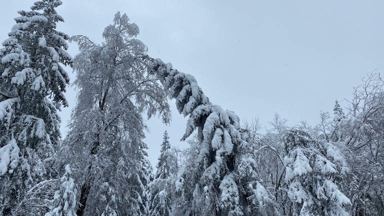 Im Winter kommen viele Tagestouristen aus den Ballungsräumen in die Eifel zum Spazieren oder Skilaufen.