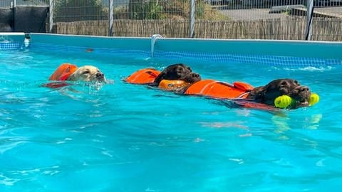 Der Freizeitpark Caniplace in Thalfang bietet Spiel & Spaß im und außerhalb des Wassers. Der Swimmingpool für Hunde ist beheizt.