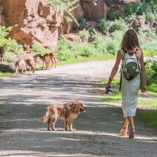 Bei strahlendstem Sonnenwetter läuft man morgens fast noch alleine durch das Freigehege im Eifelpark Gondorf.