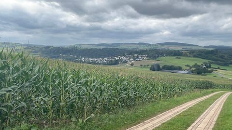 Oberhalb von Schönecken wächst sehr viel Mais. In den Feldern versickert kaum Wasser, es läuft einfach den Hang hinunter. 