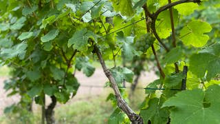 Die Weinlese im Anbaugebiet Mosel beginnt Ende September. Diese Jahr könnten nur halb sau viele Trauben geerntet werden, wie in den vergangenen Jahren.