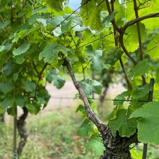 Die Weinlese im Anbaugebiet Mosel beginnt Ende September. Diese Jahr könnten nur halb sau viele Trauben geerntet werden, wie in den vergangenen Jahren.