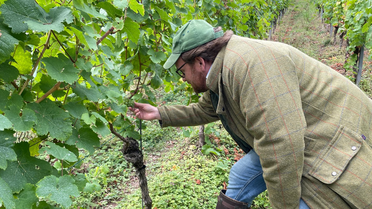 Im Weinanbaugebiet Mosel wird wegen Frostschäden im April so wenig Wein geerntet wie seit Jahrzehnten nicht.