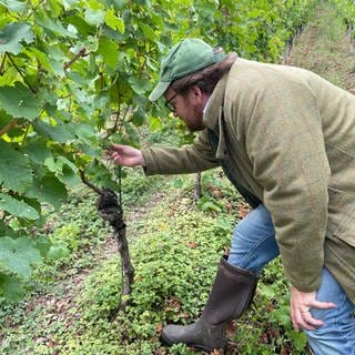 Im Weinanbaugebiet Mosel wird wegen Frostschäden im April so wenig Wein geerntet wie seit Jahrzehnten nicht.