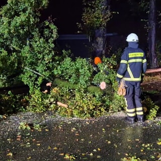 In der Region Trier stürzten am Donnerstagabend mehrere Bäume um. Die Feuerwehr musste die Hindernisse beseitigen - etwa auf der Luxemburger Straße Richtung Trier-Igel.