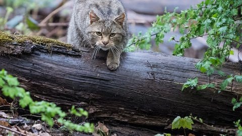 Wildkatzen können sich gut in den Hohlräumen des bei Hallschlag gesprengten Weltkriegsbunkers verstecken.