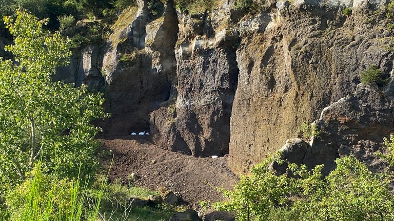 Unterhalb der Felsen im Vulkanpark Steffeln liegen die weißen Ziegen am liebsten. Dort sind sie geschützt und können alles beobachten, sagt Gerd Ostermann.