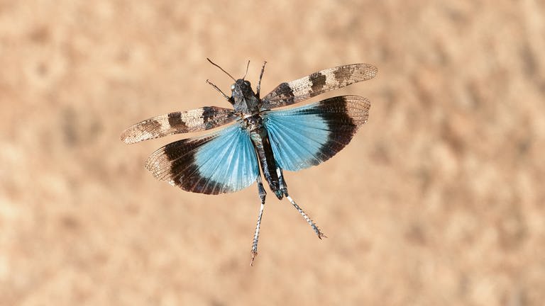 Die blauen Flügel der blauflügeligen Ödlandschrecke sind nur zu sehen, wenn sie fliegt oder springt. Ein solches Exemplar ...