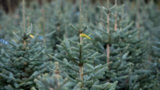 In Tellig in der Verbandsgemeinde Zell haben unbekannte Täter etwa 1.000 Weihnachtsbäumen die Spitze abgeschnitten. 