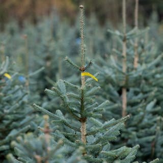 In Tellig in der Verbandsgemeinde Zell haben unbekannte Täter etwa 1.000 Weihnachtsbäumen die Spitze abgeschnitten. 