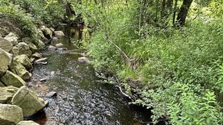 Rotalge im Nationalpark Hunsrück-Hochwald gefunden