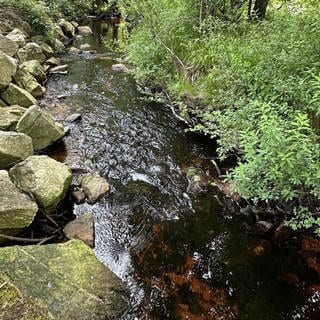 Rotalge im Nationalpark Hunsrück-Hochwald gefunden