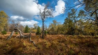 Koblenzer Forscher haben im Nationapark Hunsrück Hochwald eine neue Rotalgenart entdeckt.