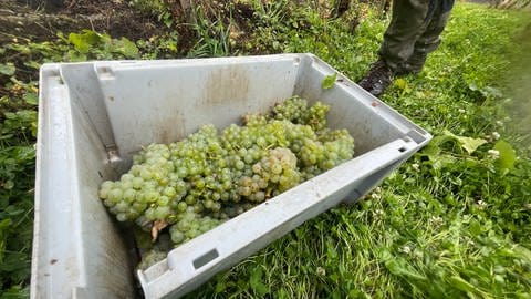 Rieslinglese an der Mosel