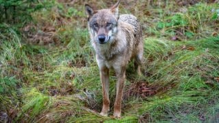 Im Hunsrück-Hochwald ist nicht nur ein Wolf, sondern auch Welpen durch Fotos nachgewiesen.