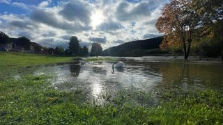 Die Hochwasser führende Mosel hat den Uferbereich in Zeltingen-Rachtig überschwemmt. Ein Schwan schwimmt durch die Ufenwiesen.