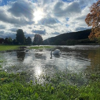 Die Hochwasser führende Mosel hat den Uferbereich in Zeltingen-Rachtig überschwemmt. Ein Schwan schwimmt durch die Ufenwiesen.