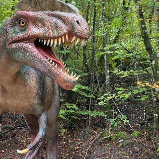 Selbst ein echtes Dinosaurier-Fossil entdecken? Das konnten bisher nur Forscher und Paläontologen. Im Dinosaurierpark bei Ernzen in der Eifel haben Besucher nun die Chance Spuren von Dinos zu finden.