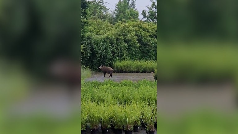 In dieser Baumschule in Trier haben Wildschweine Schäden angerichtet, indem sie einige Pflanzen angefressen haben.